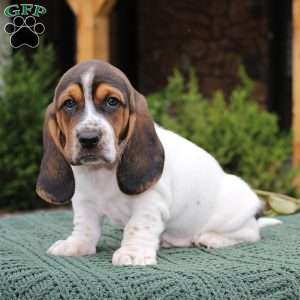 Pepper, Basset Hound Puppy